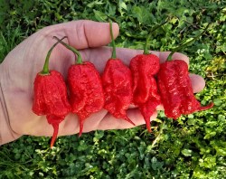 primotalii red